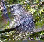 Koala Conservation Centre - Accommodation Sunshine Coast