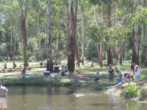 Buxton Trout And Salmon Farm - Accommodation Sunshine Coast 3