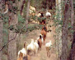 High Country Horses - Accommodation Sunshine Coast 2