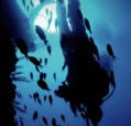 Scuba World - Accommodation Sunshine Coast