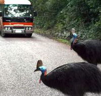 Kookaburra Tours - Accommodation Sunshine Coast