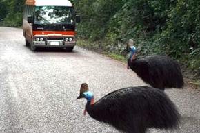 Kookaburra Tours - Accommodation Sunshine Coast 0