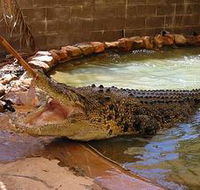 Wyndham Zoological Gardens and Crocodile Park - Accommodation Sunshine Coast