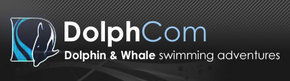 Dolphcom - Dolphin & Whale Swimming Adventures - Accommodation Sunshine Coast 0