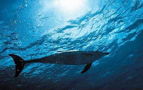 Dolphcom - Dolphin & Whale Swimming Adventures - Accommodation Sunshine Coast 1