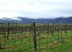 Kinloch Wines - Accommodation Sunshine Coast 0