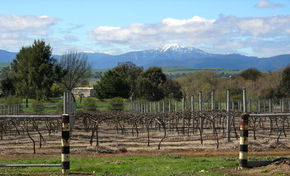 Buller View Wines - Accommodation Sunshine Coast 0