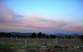 Buller View Wines - Accommodation Sunshine Coast 1