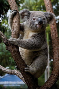 Currumbin Wildlife Sanctuary - Accommodation Sunshine Coast 1