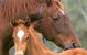 Blue Gum Farm - thumb 0
