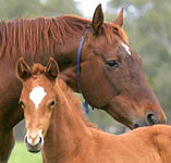 Blue Gum Farm - Accommodation Sunshine Coast