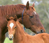 Blue Gum Farm - Accommodation Sunshine Coast 0