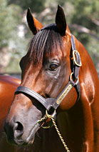 Blue Gum Farm - Accommodation Sunshine Coast 2