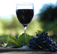 Lion Mill Vineyards - Accommodation Sunshine Coast