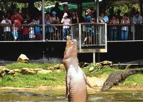 Crocodylus Park - Accommodation Sunshine Coast 2