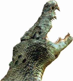 Crocodylus Park - Accommodation Sunshine Coast 3