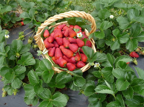 Blue Hills Berries & Cherries - Accommodation Sunshine Coast 3