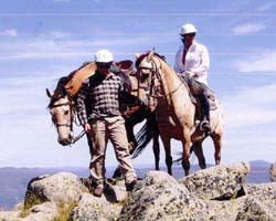 High Country Horses - Accommodation Sunshine Coast 3