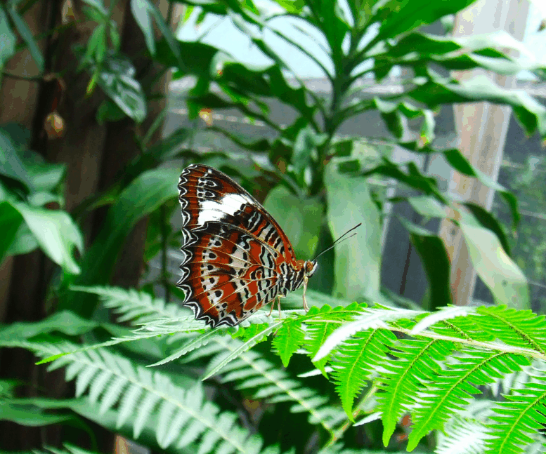 Australian Butterfly Sanctuary - Accommodation Sunshine Coast 1