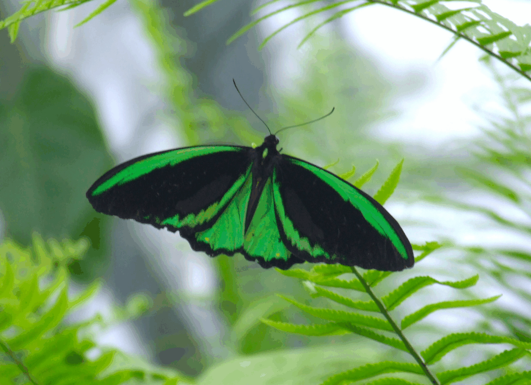 Australian Butterfly Sanctuary - Accommodation Sunshine Coast 2