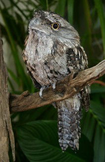 Currumbin Wildlife Sanctuary - Accommodation Sunshine Coast 2