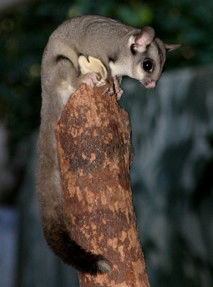 Currumbin Wildlife Sanctuary - Accommodation Sunshine Coast 3
