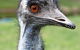 Currumbin Wildlife Sanctuary - thumb 5