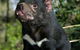 Currumbin Wildlife Sanctuary - thumb 7