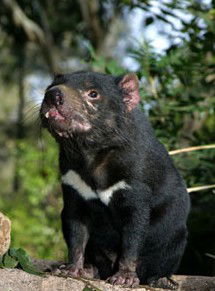 Currumbin Wildlife Sanctuary - Accommodation Sunshine Coast 7