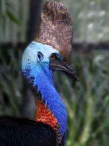 Currumbin Wildlife Sanctuary - Accommodation Sunshine Coast 8