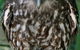Currumbin Wildlife Sanctuary - thumb 9