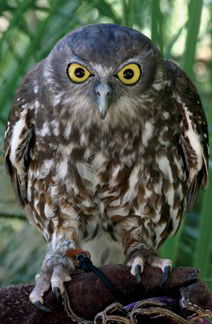 Currumbin Wildlife Sanctuary - Accommodation Sunshine Coast 9