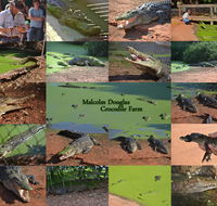 The Malcolm Douglas Crocodile Park - Accommodation Sunshine Coast