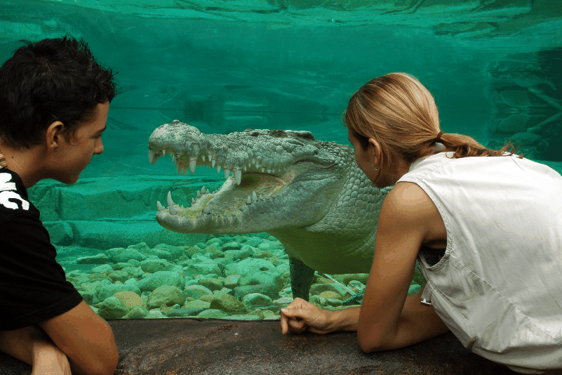 Cairns Wildlife Dome - Accommodation Sunshine Coast 1