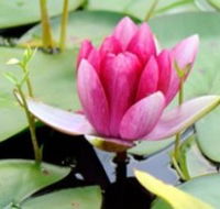The Lotus Day Spa and Retreat - Accommodation Sunshine Coast