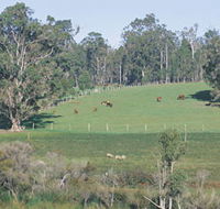 Scenic Drives - Bunbury Collie Donnybrook - Accommodation Sunshine Coast