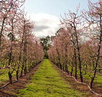 Raeburn Orchards - Accommodation Sunshine Coast