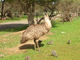 Minlaton Fauna Park - Accommodation Sunshine Coast 0