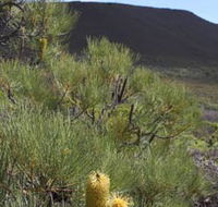 Lesueur Walk Trail Mount Lesueur - Accommodation Sunshine Coast