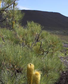 Lesueur Walk Trail, Mount Lesueur - Accommodation Sunshine Coast 0