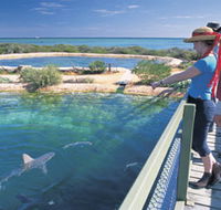 Shark Bay Marine Park - Accommodation Sunshine Coast