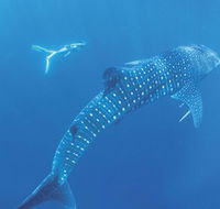 Ningaloo Marine Park - Accommodation Sunshine Coast