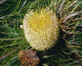 Gidgegannup WA Accommodation Sunshine Coast