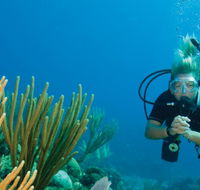 Coastal Water Dive - Accommodation Sunshine Coast
