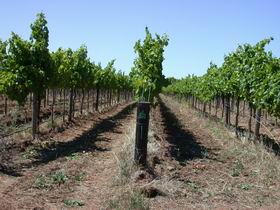 Temple Bruer Winery - Accommodation Sunshine Coast 0