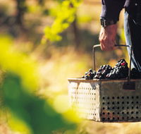 Burge Family Winemakers - Accommodation Sunshine Coast