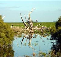 Bool Lagoon Game Reserve and Hacks Lagoon Conservation Park - Accommodation Sunshine Coast