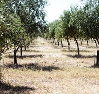 Talinga Grove Olive Oils - Accommodation Sunshine Coast