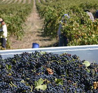 Rolf Binder Wines - Accommodation Sunshine Coast