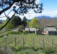 Wilmot Hills Vineyard - Accommodation Sunshine Coast